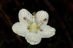 Kidneyleaf grass of Parnassus